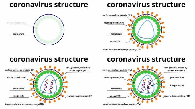 显示冠状病毒的结构和组成的图形动画。