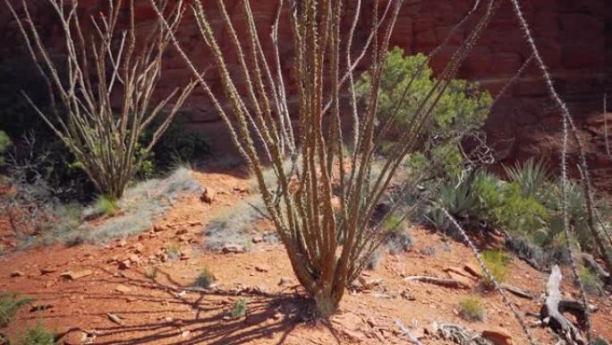 漫步在Ocotillo