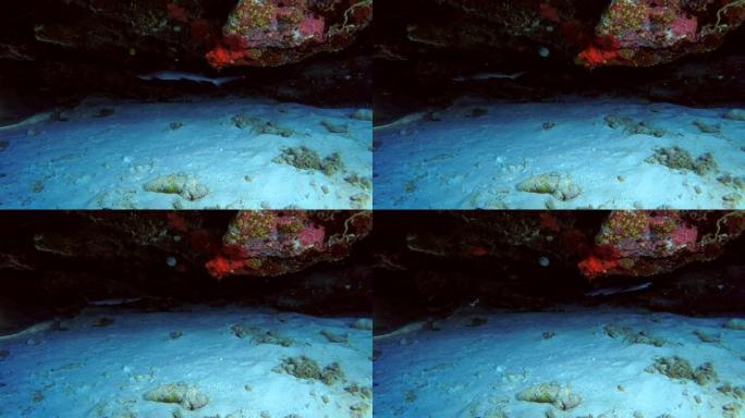 年轻的白鳍礁鲨在珊瑚洞中游泳