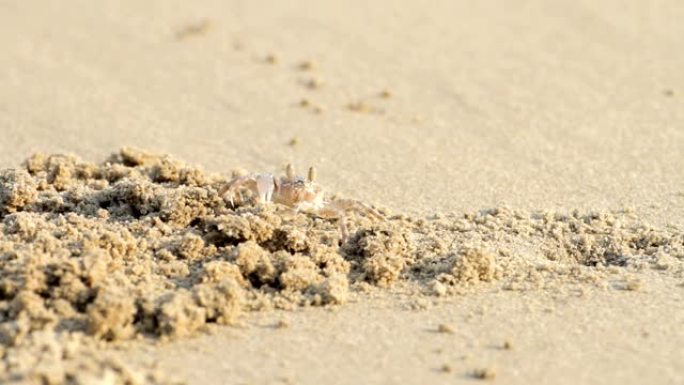 鬼蟹藏在沙滩上