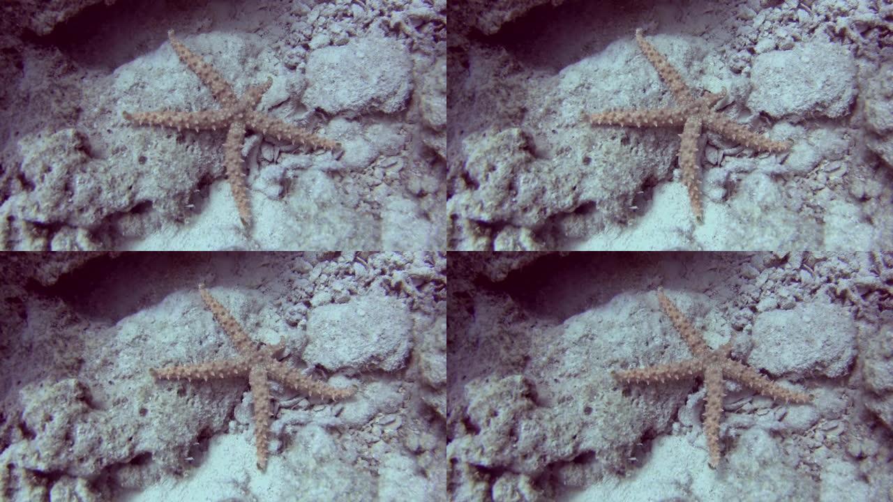 海底的埃及多刺海星