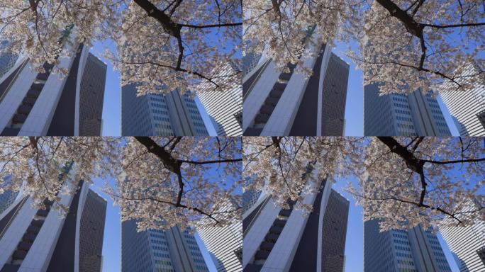 新宿摩天大楼和樱花
