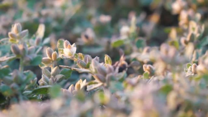 蜜蜂从花中收集蜂蜜。