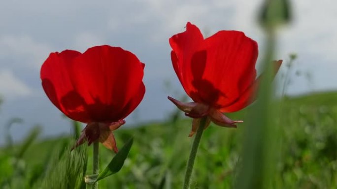 两朵罂粟花