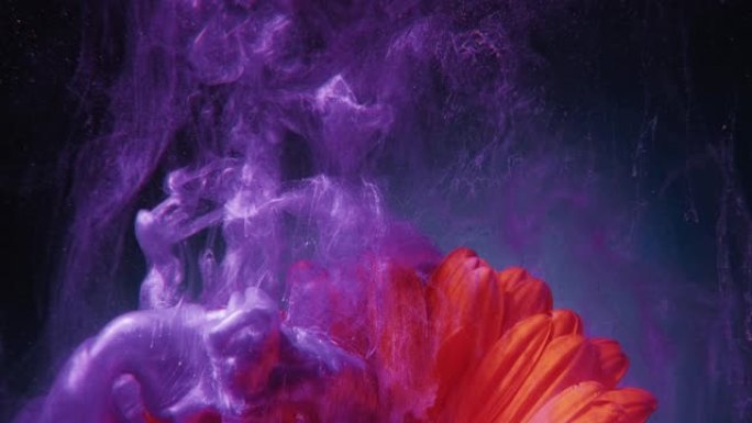 水墨花紫色油漆射击郁郁葱葱的熔岩