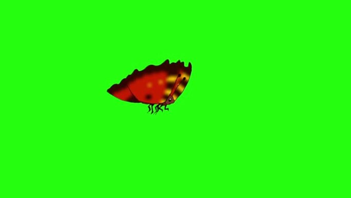 红条纹蝴蝶苍蝇色度环