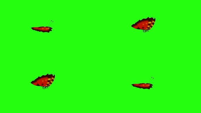 红条纹蝴蝶苍蝇色度环