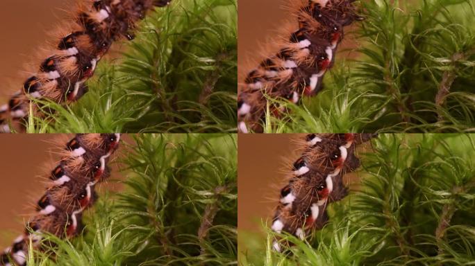 毛虫 (昆虫) 美丽而蓬松。昆虫在绿叶和草地上爬行。特写镜头。