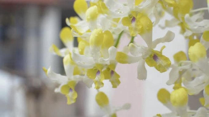 收起一束美丽的黄色兰花花开，花瓣上挂着水露，挂在房子前面。