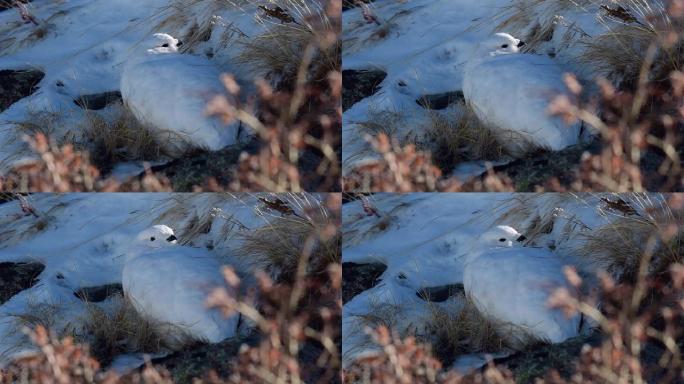 白色冬季羽毛中的白尾雷鸟
