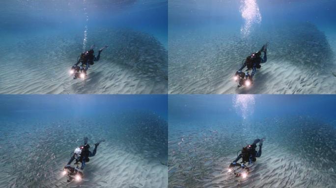 诱饵球中的潜水员/加勒比海珊瑚礁绿松石水中的鱼和珊瑚学校