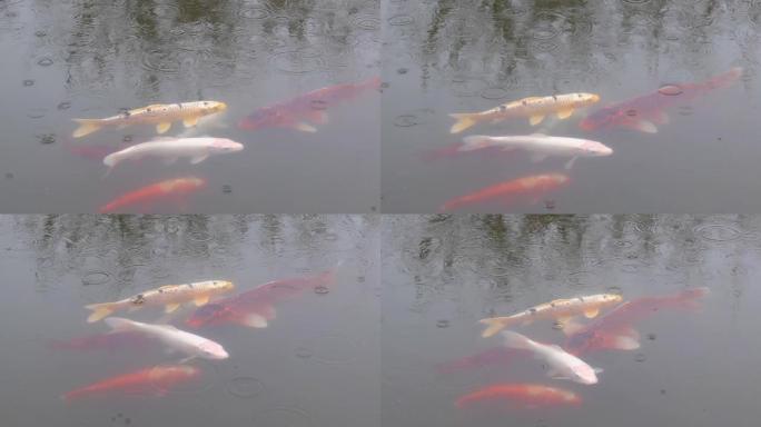 日本锦鲤鱼在池塘里游泳