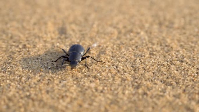 圣甲虫在沙丘i上啼叫