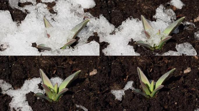 花在雪下的时间流逝