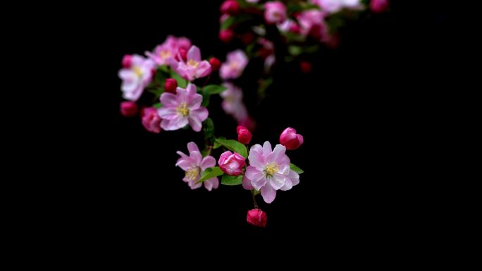 海棠花开