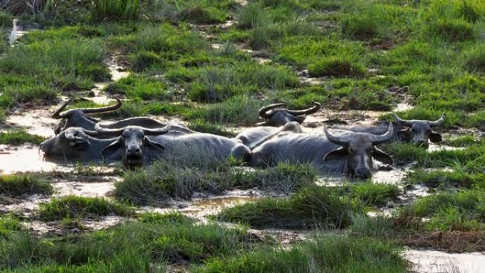 水牛躺在泥潭里