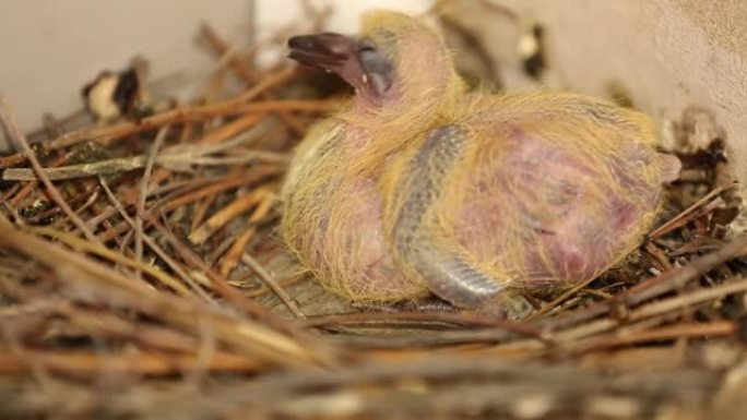 鸟巢里刚出生的鸽子小鸡。巢上有灰色羽毛的鸽子婴儿的特写镜头