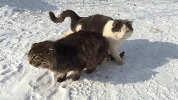 冬天两只猫坐在雪地上玩耍。