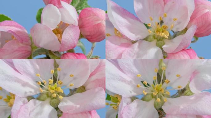 宏观延时苹果树花打开蓝色背景特写