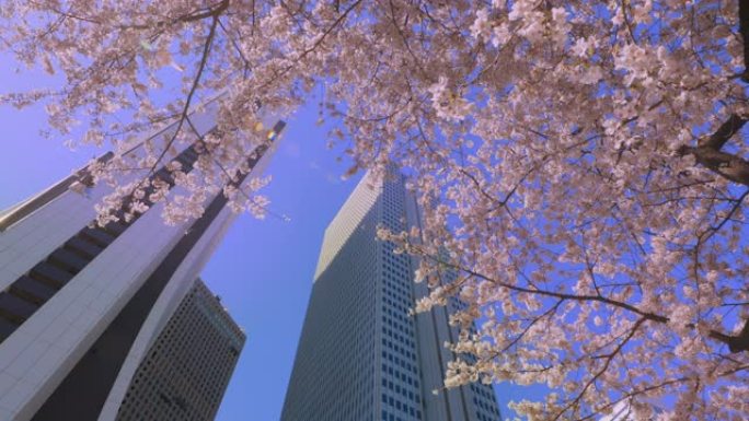 新宿摩天大楼和樱花