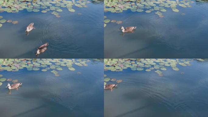 鸭子在池塘表面游泳