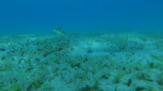 白虾虎鱼 (Amblygobius albimaculatus) 在沙泥底上的一个洞的入口附近游泳，