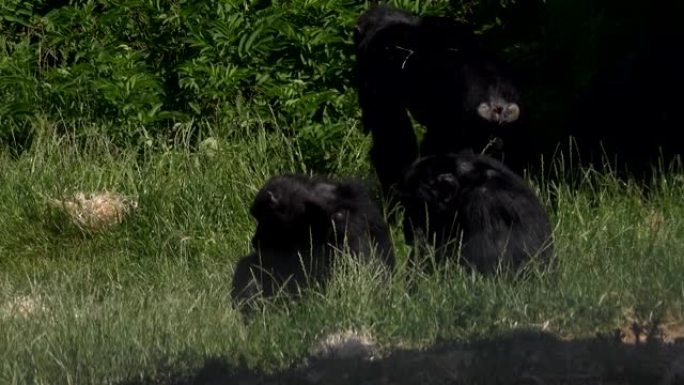 英国4K草地上的黑猩猩家族
