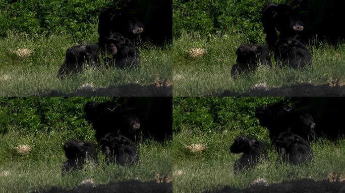 英国4K草地上的黑猩猩家族