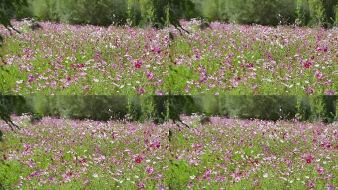 格桑花海 花朵 花海 格桑花 高原格桑花