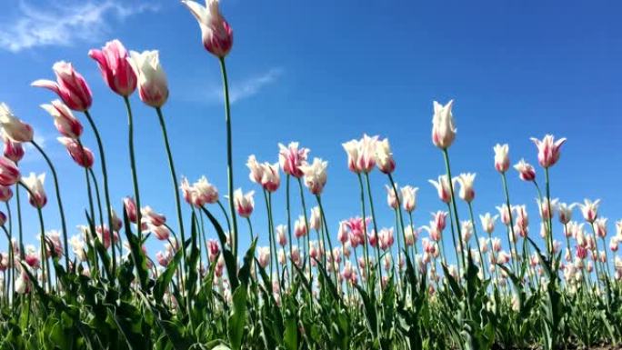 郁金香郁金香花春暖花开空镜