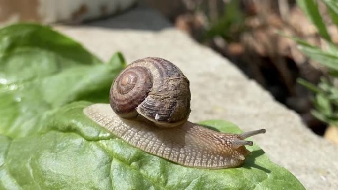 葡萄蜗牛在一片绿叶表面爬行