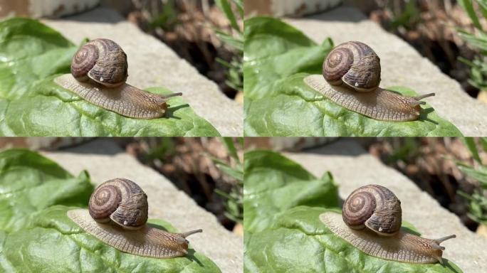葡萄蜗牛在一片绿叶表面爬行