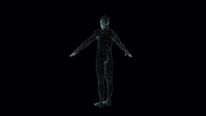 男性全息图线框。黑色背景上的漂亮3D动画，未来项目的无缝循环