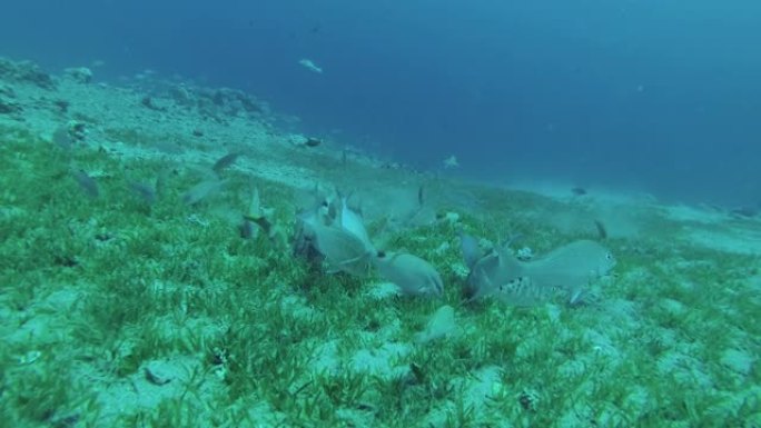 不同种类的鱼类在覆盖着绿色海草的沙底上一起吃草。埃及红海