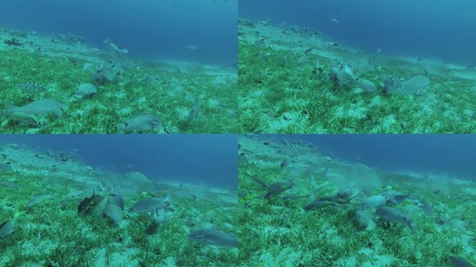 不同种类的鱼类在覆盖着绿色海草的沙底上一起吃草。埃及红海