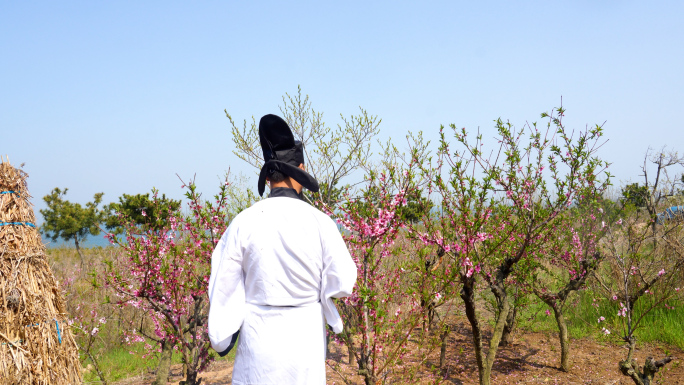 诗人赏花，桃花，李白杜甫白居易