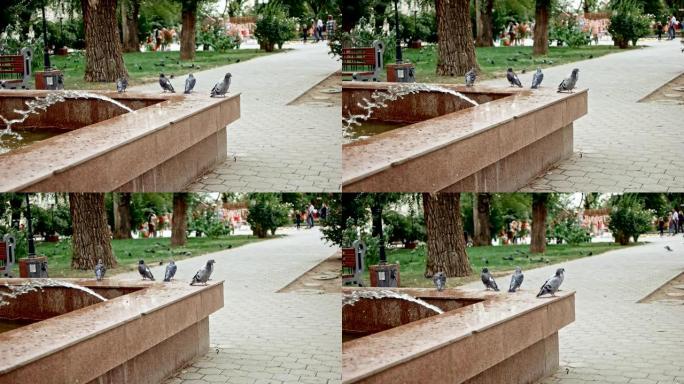 鸽子坐在喷泉边界上，人们在公园慢动作中行走