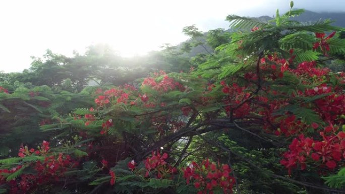 雨后日出时美丽的红色皇家庞恰纳或艳丽的花 (Delonix regia)