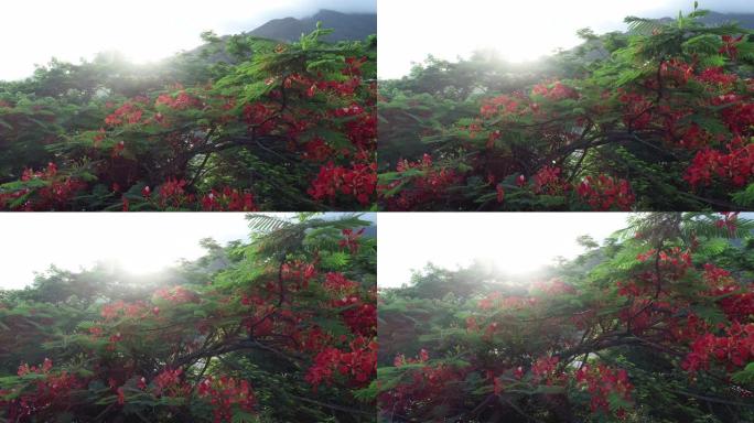 雨后日出时美丽的红色皇家庞恰纳或艳丽的花 (Delonix regia)