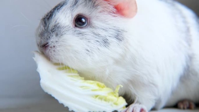 4k灰白色豚鼠在家咀嚼绿色沙拉叶-动物食品和家庭宠物概念