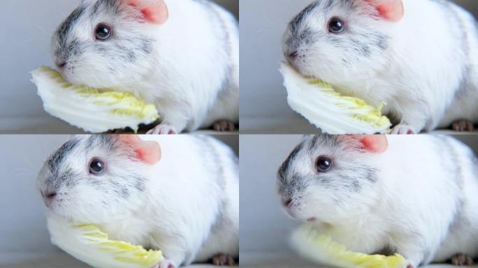 4k灰白色豚鼠在家咀嚼绿色沙拉叶-动物食品和家庭宠物概念