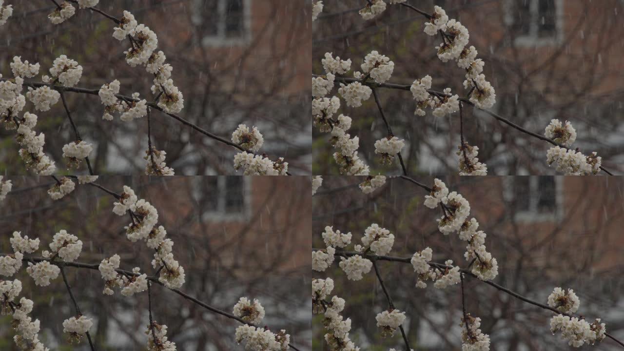 果树的春天芽和花朵