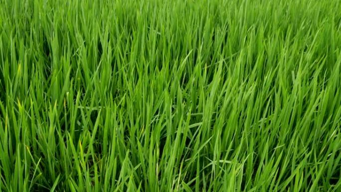 稻田栽培栽种视频素材