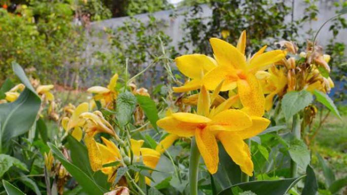 黄色马蹄莲，一种草本雏菊，天南星科水仙花科多年生开花植物。夏季环境背景摄影。