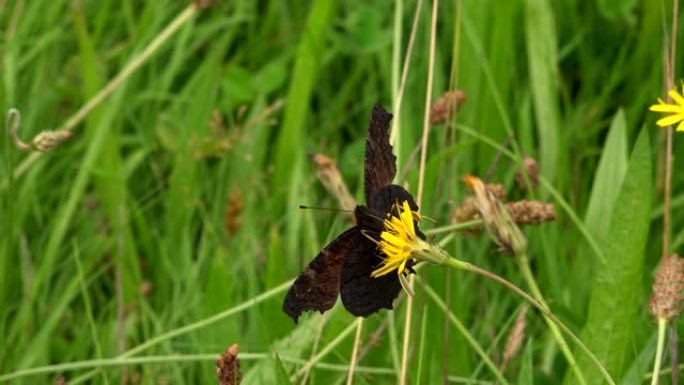 英国4K英国草地上的蝴蝶