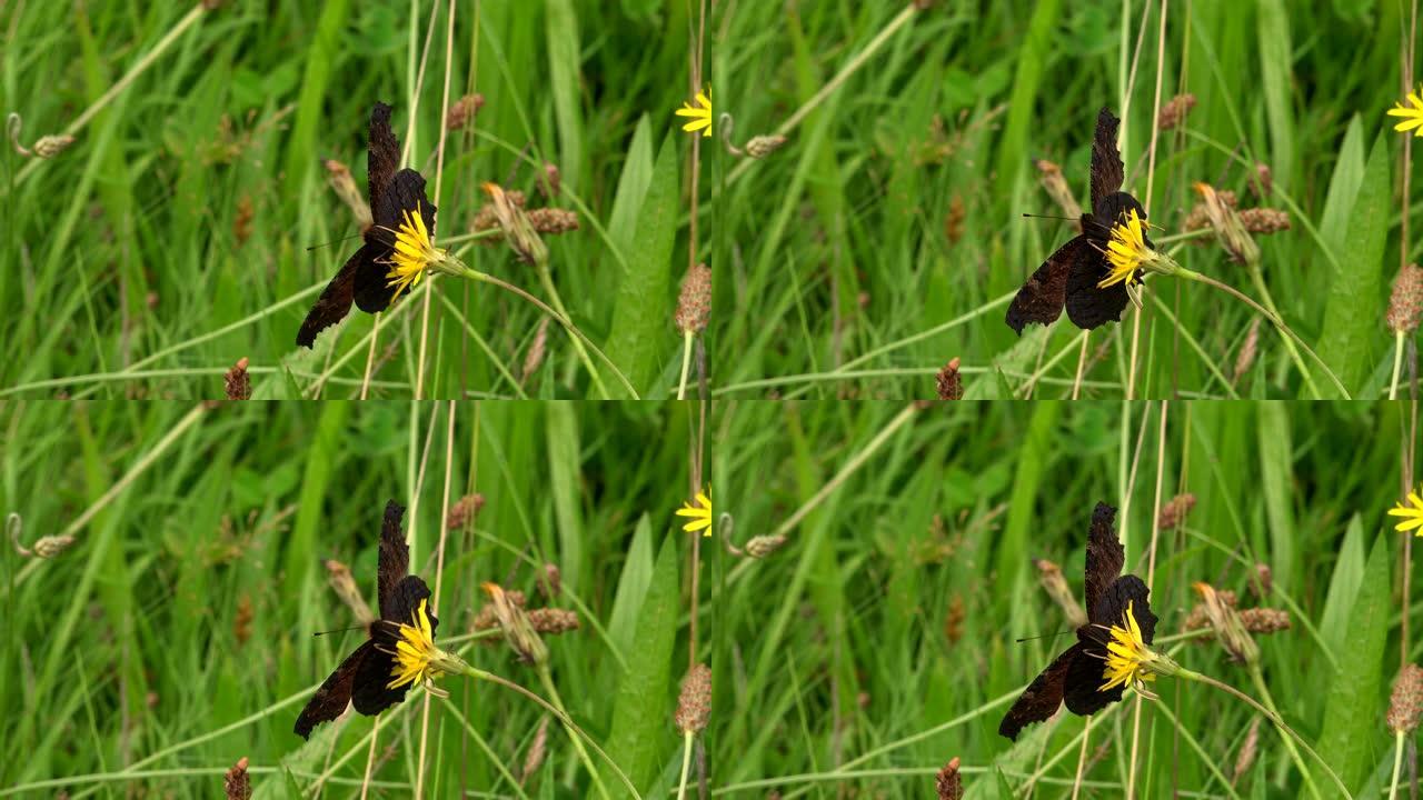 英国4K英国草地上的蝴蝶