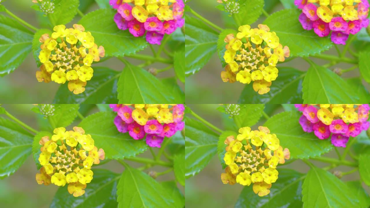 大雨期间大自然七彩花的4k镜头