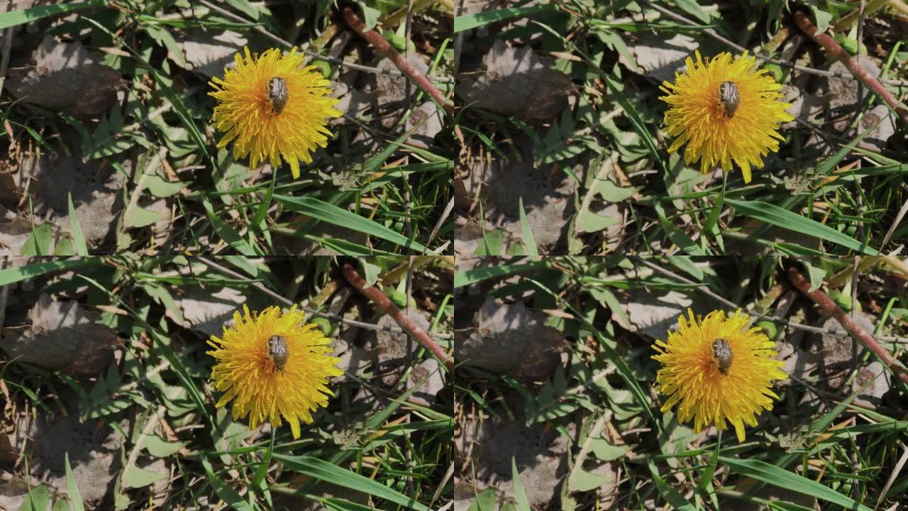 甲虫花barbel Brachyta问讯从蒲公英的花朵上起飞，慢动作。减速16次