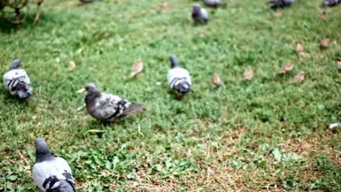 成群的鸽子和麻雀在草地上