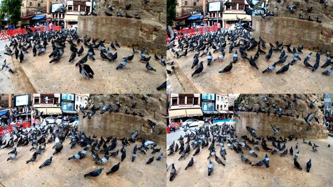 伊斯坦布尔鸽子的慢动作